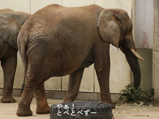 とべ動物園アフリカゾウ：リカ母さん（推定３２歳）