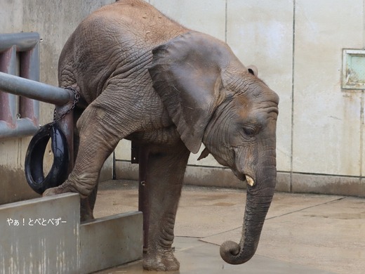 とべ動物園ブログ:砥愛、ピース、柑太郎