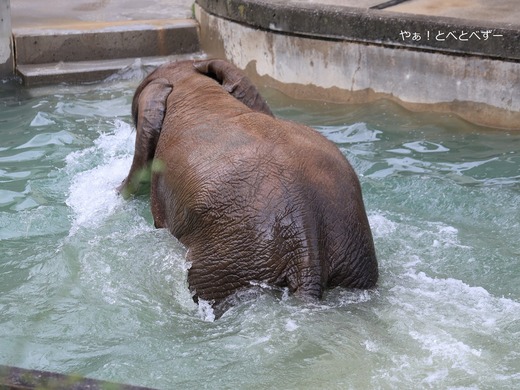 アフリカゾウの写真満載のブログ：やぁ！とべとべずー