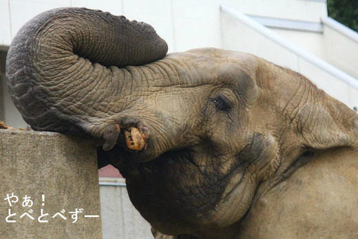 とべ動物園アフリカゾウのアフくん(オス、推定30歳)