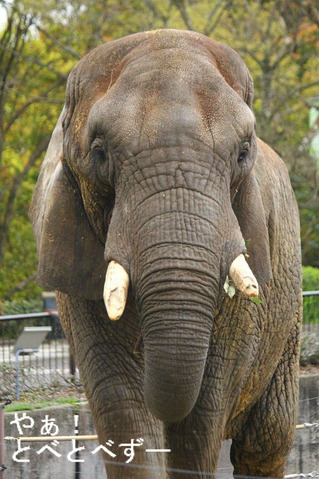 とべ動物園アフリカゾウのブログ:やぁ!とべとべずー
