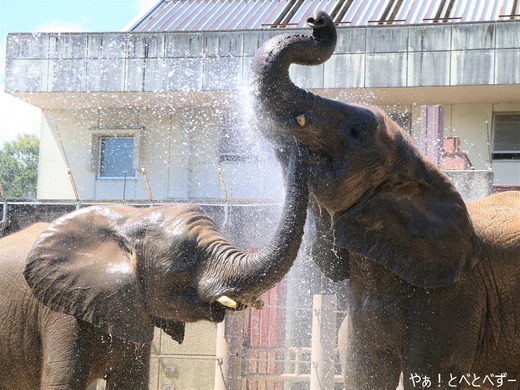 アフリカゾウ大好きブログ:やぁ!とべとべずー