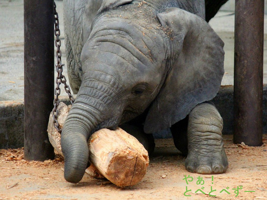 とべ動物園アフリカゾウ砥愛ちゃんのブログ