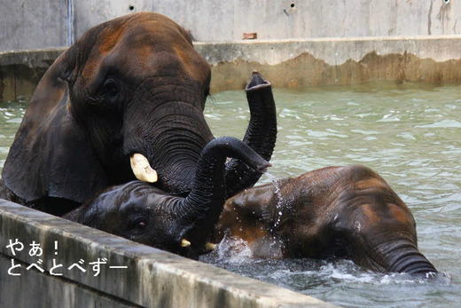 とべ動物園アフリカゾウの