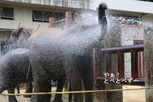 とべ動物園ブログ：ゾウ、ホッキョクグマ、レッサーパンダ、ライオン