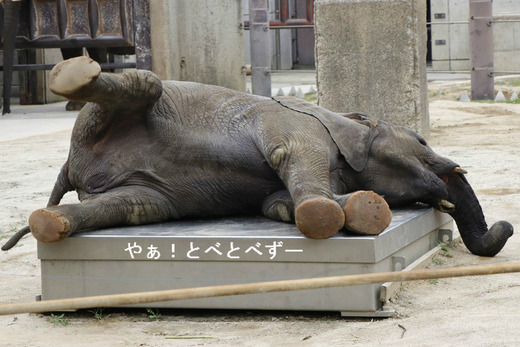 とべ動物園ブログ：砥愛、ピース、柑太郎、砥々丸