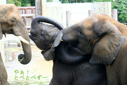 媛ちゃん、砥愛ちゃん