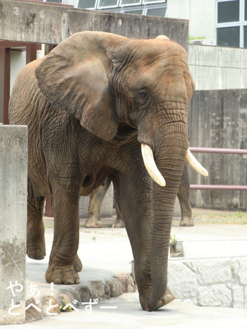 とべ動物園ブログ：砥愛、ティア、タフ、ピース