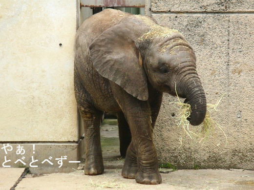 とべ動物園アフリカゾウのブログ:やぁ!とべとべずー