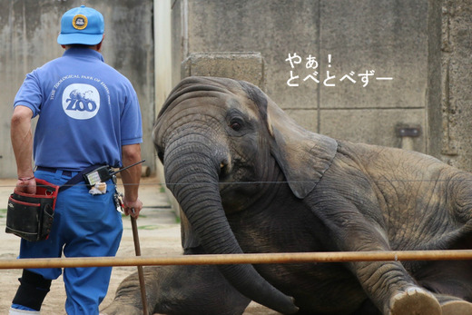 トレーニング中のアフリカゾウの子象の砥愛ちゃん