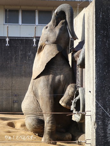 とべ動物園ブログ：やぁ！とべとべずー