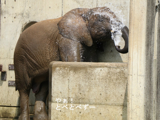 とべ動物園ブログ:やぁ!とべとべずー