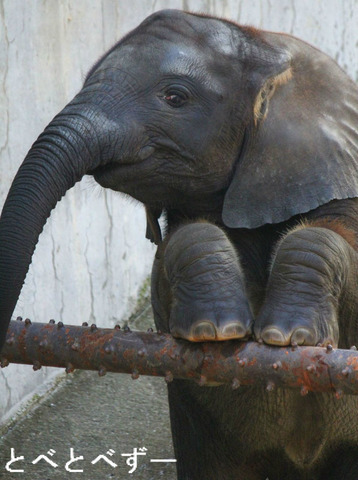 とべ動物園アフリカゾウ：昨年生まれた子象の砥愛