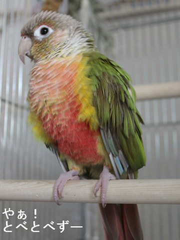 ウロコインコ「もみじ」さんのブログ:やぁ!とべとべずー
