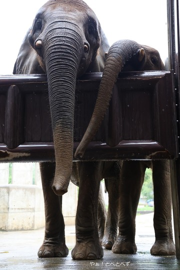 アフリカゾウの姉妹：媛ちゃん、砥愛ちゃん