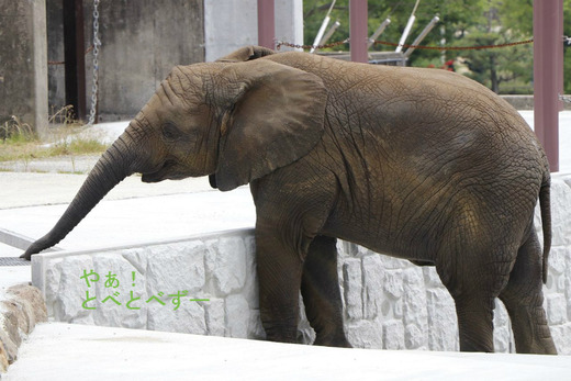 日本で唯一アフリカゾウの子象が見られるとべ動物園：砥愛ちゃん