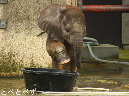 6月に誕生したアフリカゾウの赤ちゃん一般公開中