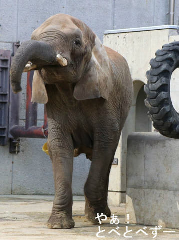 アフリカゾウ、アジアゾウ大好きブログ:やぁ!とべとべずー