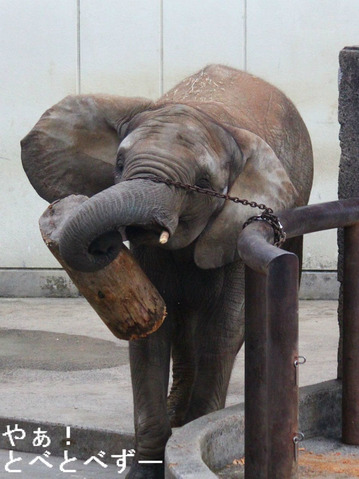 とべ動物園アフリカゾウ：媛ちゃん（メス、９歳）