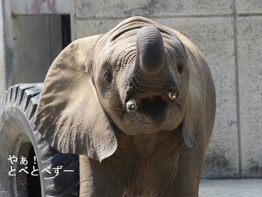 とべ動物園アフリカゾウのブログ：やぁ！とべとべずー
