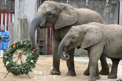 とべ動物園イベント：アフリカゾウにクリスマスリーズをプレゼント