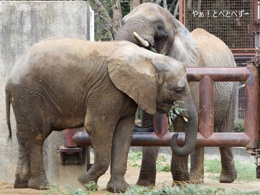 とべ動物園アフリカゾウ:アフ、リカ、媛、砥夢、砥愛