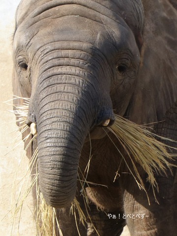 日本で唯一血縁関係のあるアフリカゾウの親子が暮らす愛媛とべ動物園