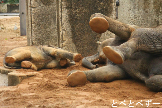 とべ動物園アフリカゾウのブログ：やぁ！とべとべずー