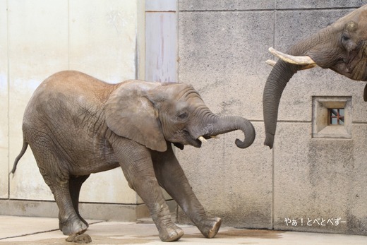 アフリカゾウ写真家：矢野賢一（やぁ！とべとべずー）
