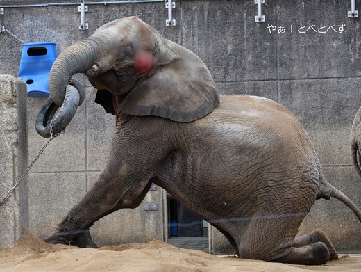 とべ動物園アフリカゾウ：砥愛ちゃん（メス、１８歳）