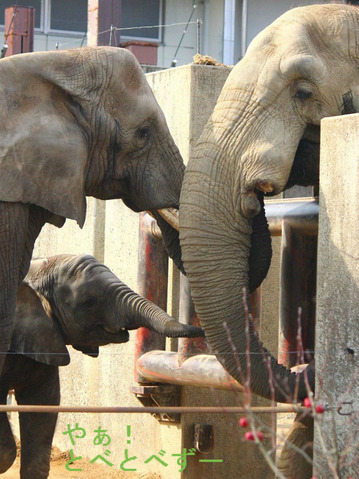 とべ動物園アフリカゾウの親子:アフ、リカ、媛、砥夢、砥愛