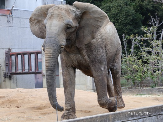 アフリカゾウ、サバンナゾウ大好きブログ:やぁ!とべとべずー