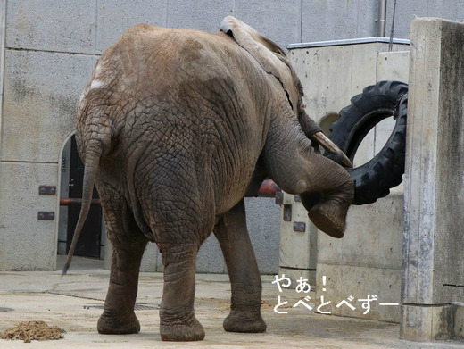 とべ動物園アフリカゾウ:アフ、リカ、媛、砥夢、砥愛