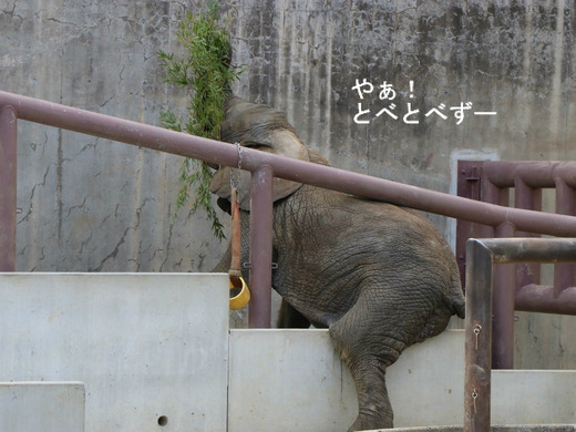 アフリカゾウのお食事の様子:愛媛とべ動物園