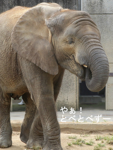とべ動物園アフリカゾウ:砥愛ちゃん(メス、6歳)
