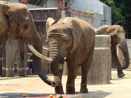 日本で唯一アフリカゾウの親子が暮らす愛媛県立とべ動物園