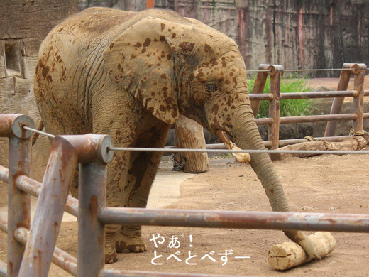 多摩動物公園アフリカゾウの砥夢(とむ)くん