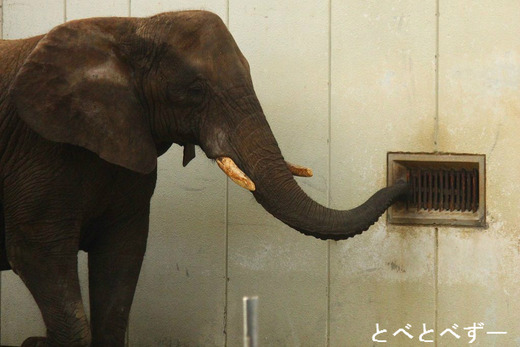 とべ動物園の象：アフリカゾウのリカ（２６歳）