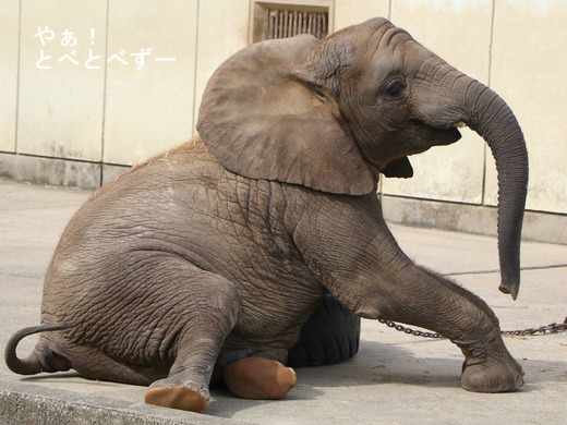 とべ動物園アフリカゾウ：砥愛ちゃん（メス、６歳）