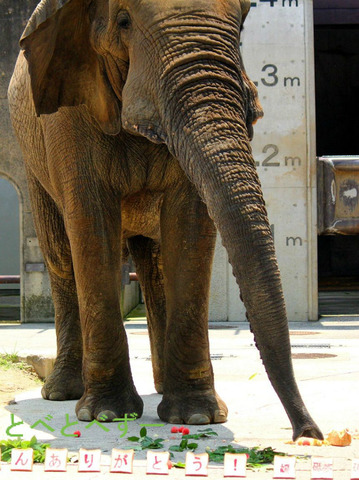 アフリカゾウのアフくん:媛、砥夢、砥愛の父親象