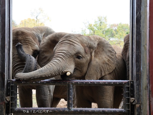 日本で最年少のアフリカゾウ（サバンナゾウ）の砥愛