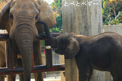 とべ動物園アフリカゾウ：アフ（父）、砥夢（長男）