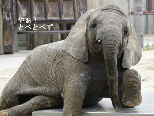 とべ動物園アフリカゾウの