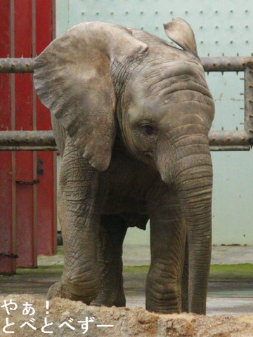 多摩動物公園アフリカゾウの砥夢くんの妹、砥愛ちゃん
