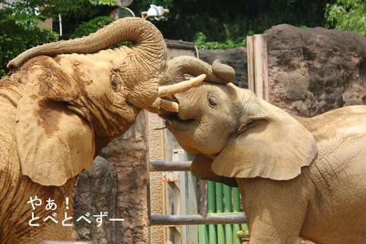 ゾウさん大好きブログ:やぁ!とべとべずー