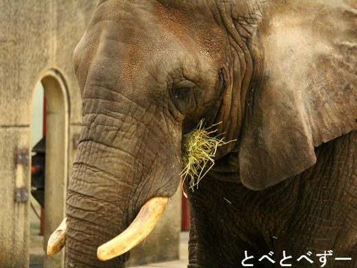 とべ動物園アフリカゾウのファミリー：母親ゾウのリカ