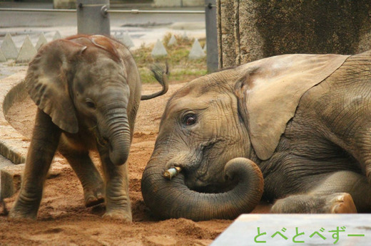 砥愛ちゃん。お母さん（リカさん）、媛ちゃんと仲良く暮らしています