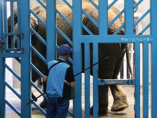 とべ動物園ブログ:リカ、バリーバ、リリ花、ミワ