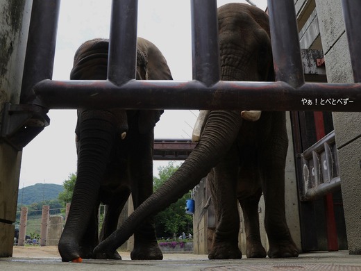 とべ動物園イベント:ゾウ様のブランチ