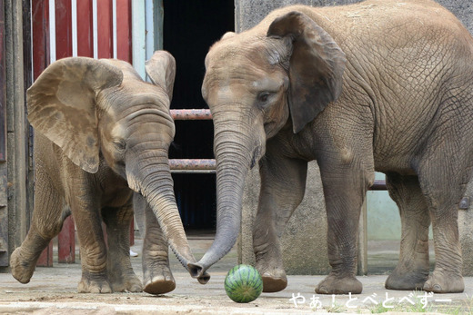 とべ動物園アフリカゾウ:アフ、リカ、媛、砥夢、砥愛